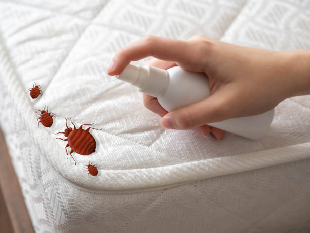 Best Pest Control Near Me in Copper Canyon, TX